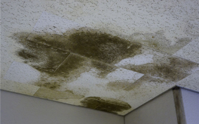 Eliminating Mold and Mildew Following a Roof Leak
