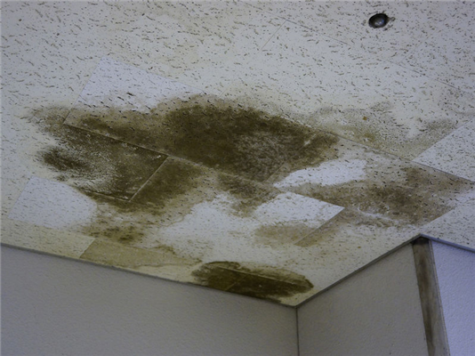 Eliminating Mold and Mildew Following a Roof Leak