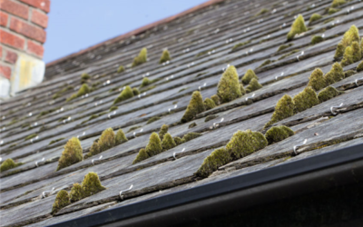 Stop Moss and Algae on Your Roof