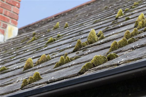 Moss and Algae on Your Roof